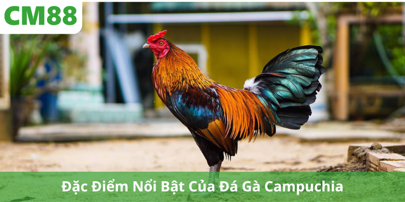 Đặc Điểm Nổi Bật Của Đá Gà Campuchia